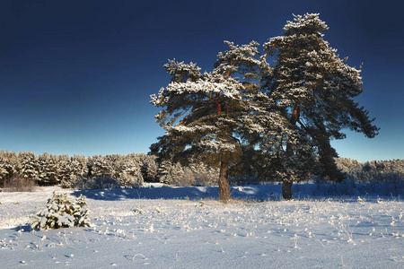 木材 滑雪 森林 场景 松木 圣诞节 季节 美丽的 自然