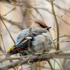 野生动物 美丽的 动物群 羽毛 鸟类 松鸦 自然 鸟类学