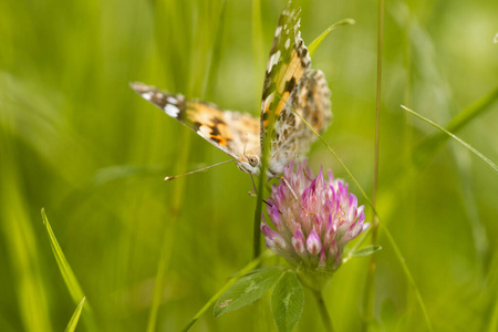 开花 领域 植物 缺陷 蝴蝶 昆虫 美丽的 野生动物 夏天