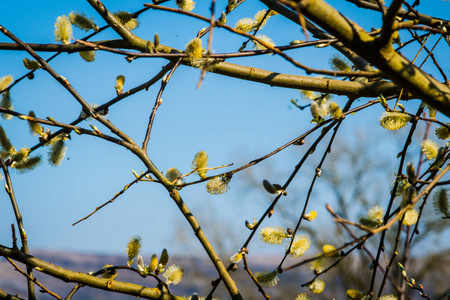 春天柳树上含苞待放的卡特金斯图片