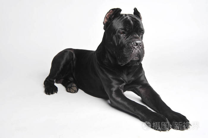 特写黑獒被隔离在白色上