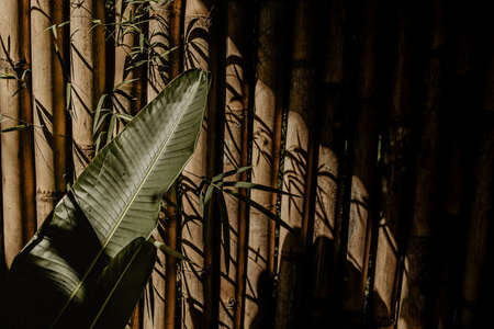 墙纸 公园 美丽的 植物 亚洲 棕榈 木材 植物区系 森林