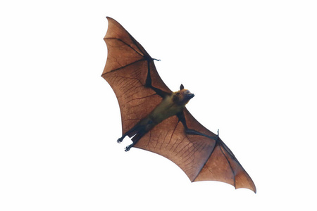 猎人 自由 特写镜头 蝙蝠 万圣节 自然 运动 动物 吸血鬼