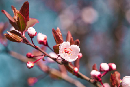 植物学 分支 美丽的 天空 特写镜头 粉红色 花的 自然