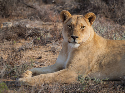危险的 狮子 卡鲁 哺乳动物 动物群 游猎 捕食者 食肉动物