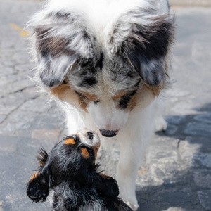 甜的 猎犬 纯种 宠物 骑士查理王猎犬 美丽的 头发 肖像