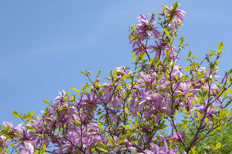 季节 粉红色 特写镜头 天空 自然 花园 生长 美丽的 植物区系