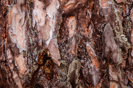 模具 森林 公园 植物 橡树 材料 苔藓 古老的 美丽的