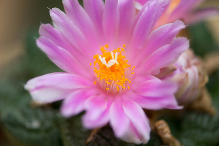 植物 开花 盛开 仙人掌科 仙人掌 脊柱 美丽的 花园 草药