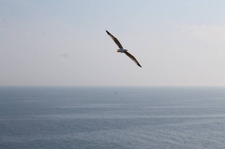 航班 自由 海洋 自然 海鸥 动物 自由的 野生动物 海鸟