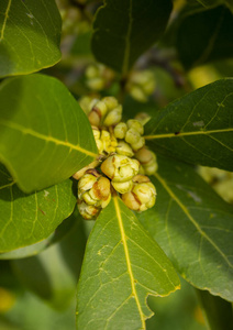 花园 美丽的 海湾 调料品 分支 自然 植物区系 纹理 食物