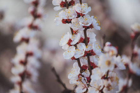 分支 花瓣 四月 美丽的 春天 颜色 特写镜头 开花 樱桃