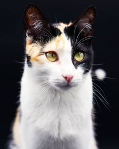 漂亮的 哺乳动物 猫科动物 可爱的 肖像 宠物 凯里 基蒂