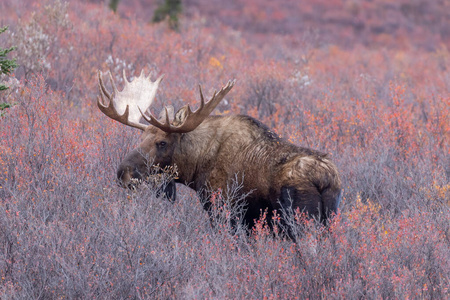 阿拉斯加 秋天 落下 哺乳动物 公牛 野生动物 动物 驼鹿