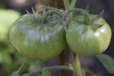 发芽 收获 番茄 树叶 分支 生态 土壤 植物 园艺 生长