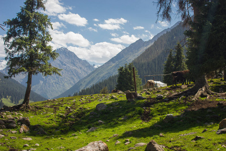 美女 旅游业 自然 森林 旅行 瑞士 全景图 小山 高的
