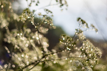 变模糊 软的 公园 散焦 环境 自然 植物 春天 集中 太阳