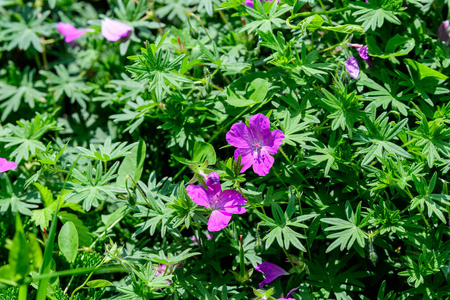 特写镜头 紫色 自然 外部 粉红色 紫罗兰 花园 花的 开花