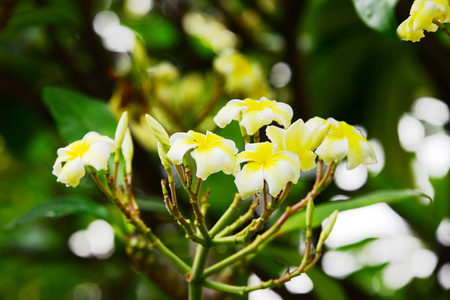 苹果 盛开 分支 花园 春天 园艺 植物 美丽的 自然 植物学