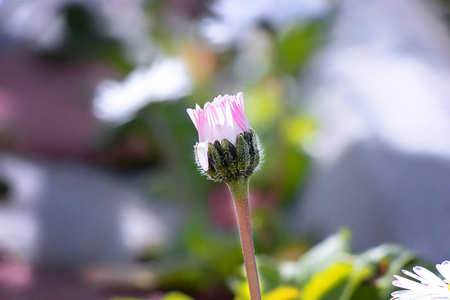 春天 植物 特写镜头 花的 盛开 开花 植物区系 自然 颜色