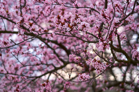 传粉 天空 花园 花瓣 美丽的 开花 盛开的树 颜色 风景