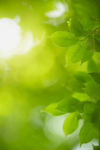 生长 阳光 墙纸 美丽的 植物学 郁郁葱葱 集中 花园 变模糊