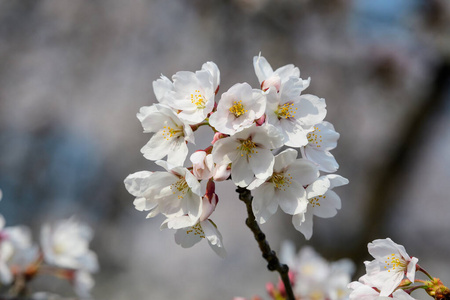 自然 花的 粉红色 日本 天空 美女 花瓣 公园 美丽的