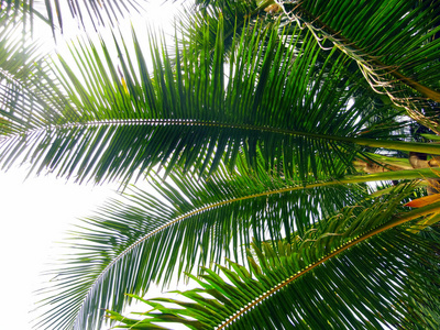 自然 树叶 美丽的 颜色 花园 纹理 棕榈 森林 巴厘岛