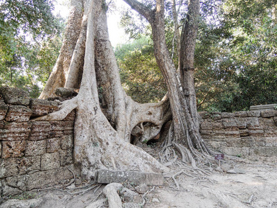 瓦特 宗教 高棉 柬埔寨 旅游业 吴哥 考古学 木材 古老的