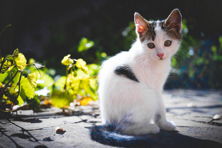 葡萄 春天 八字胡 美丽的 猫科动物 自然 动物 基蒂 哺乳动物