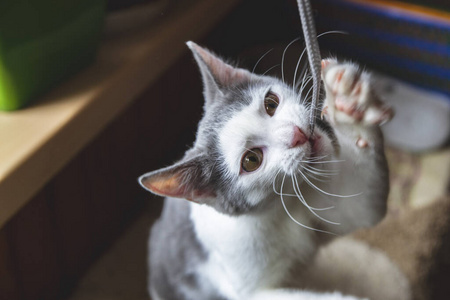 美丽的 可爱极了 斑猫 动物 毛皮 猫科动物 春天 毛茸茸的