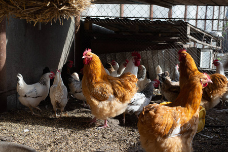 white and multicolored chickens in the yard in the countryside. 