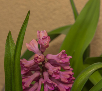 园艺 开花 花的 植物区系 季节 紫色 花束 春天 美女