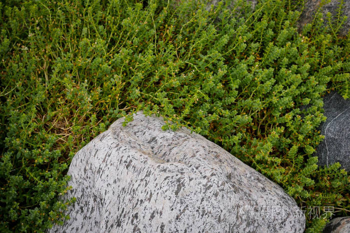 森林白苔藓或驯鹿苔藓在岩石上