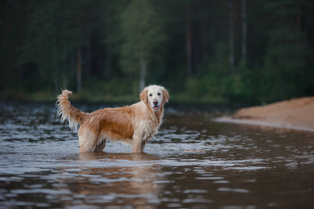 狗在海滩上玩。水里的金毛猎犬，在大自然中。宠物散步