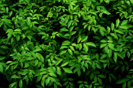 颜色 美丽的 花园 植物 作物 特写镜头 夏天 纹理 植物学