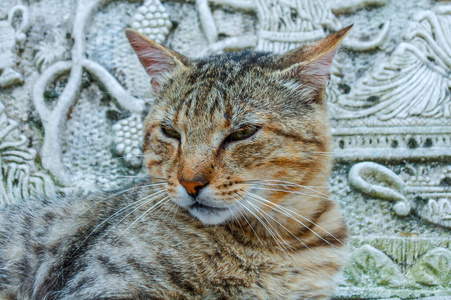 小猫 可爱极了 自然 猫科动物 木材 动物 基蒂 美丽的