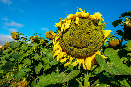 沙漠向日葵农业 植物区系 植物 生长 花园 自然 面对 笑脸 美丽的照片