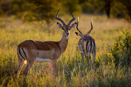 自然 哺乳动物 非洲野生动物 灌木丛 姆普马兰加 公司 黑斑羚