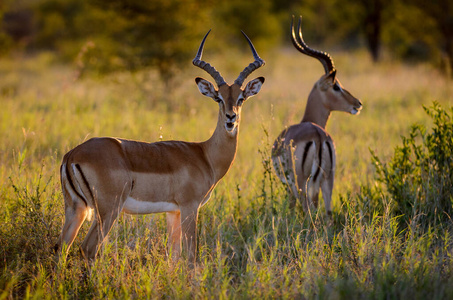 喇叭 非洲 灌木丛 黑斑羚 动物群 野生动物 外部 公司