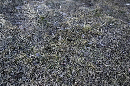 冻结 特写镜头 美丽的 寒冷的 十月 植物 晶体 公园 季节