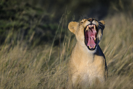 颜色 捕食者 哺乳动物 动物群 野生动物 母狮 外部 狮子