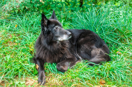 犬科动物 纯种 牧羊人 可爱的 朋友 草坪 肖像 宠物 毛皮