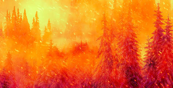 云杉 森林 自然 木材 燃烧 荒野 风景 破坏 暴风雪 危险的