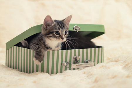 礼盒里的小猫可爱的小猫咪从礼品盒里偷窥出一个小箱子照片