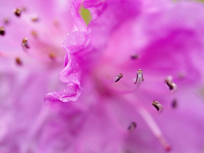 五颜六色 特写镜头 植物 园艺 紫色 花的 自然 灌木 颜色