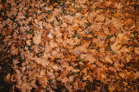 秋天 美丽的 树叶 公园 十月 自然 季节 十一月 落下