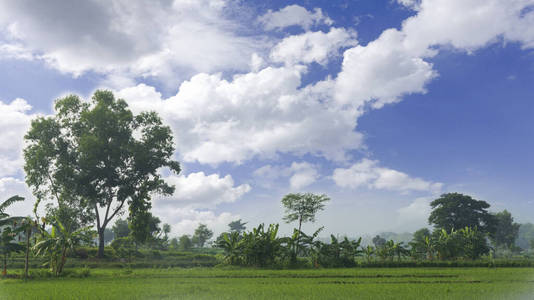 印度尼西亚 大米 美丽的 场景 季节 生长 环境 自然 农业
