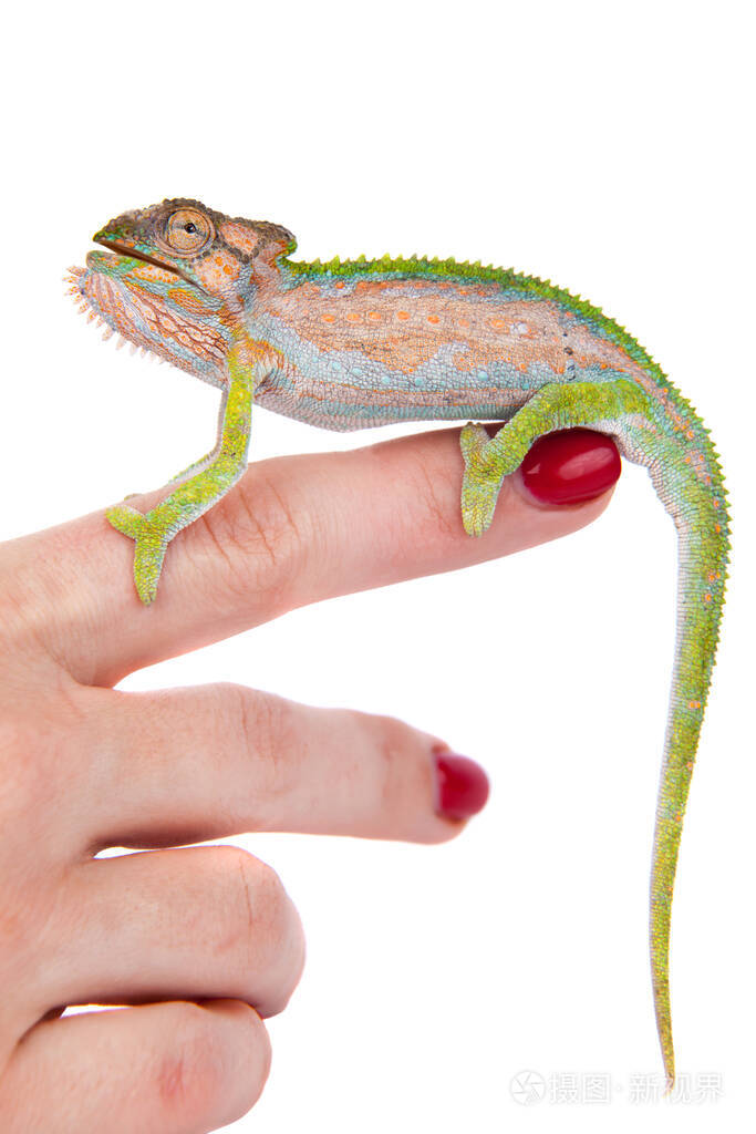 白底角侏儒变色龙