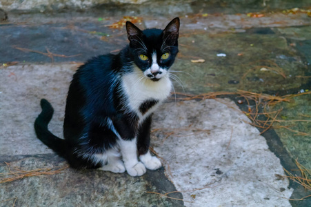 书桌 可爱极了 美丽的 猫科动物 毛茸茸的 动物 宠物 可爱的